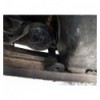 Cubre carter metalico VW Bora (Desde 1998 hasta 2006)